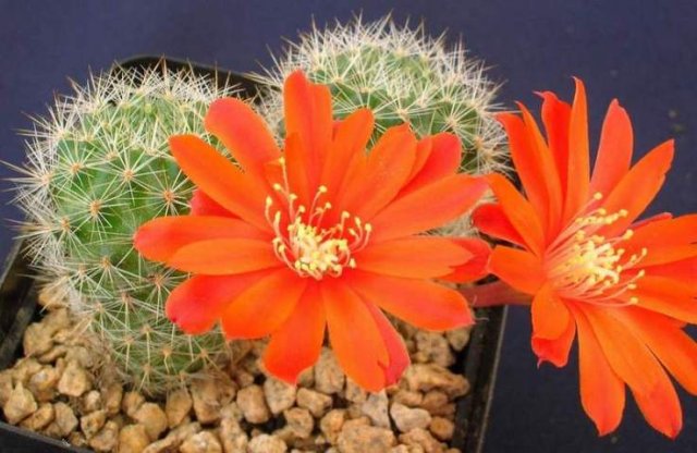 Rebutia_pseudodeminuta